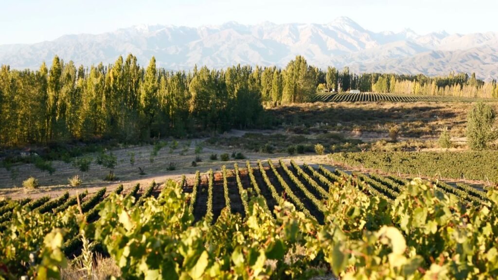 Distribuidor de bodegas perse en España
